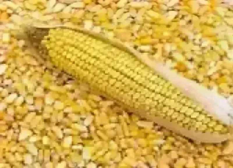 أسعار الذرة الصفراء اليوم الأحد.. الطن عند التاجر بكام 