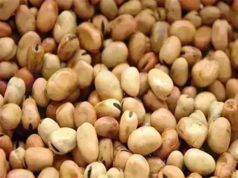 سعر الفول اليوم الخميس عند التاجر.. العريض النهاردة بكام 