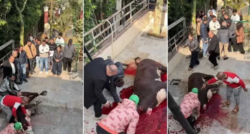 روجينا تحتفل ببداية تصوير مسلسلها الجديد حد أقصى لرمضان 2026 