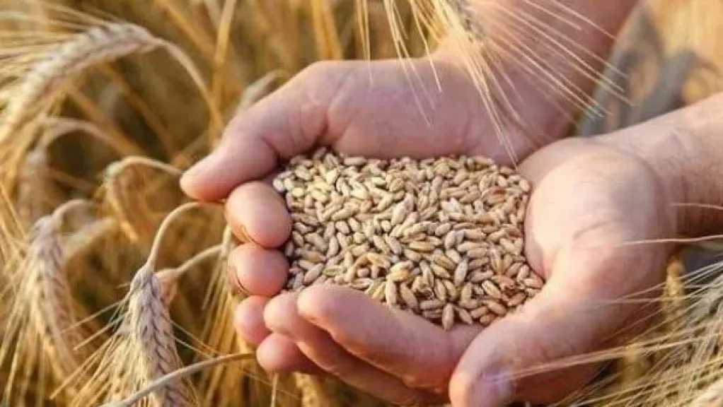 الزراعيين: قرار القمح الجديد ينقذ الفلاحين من ارتفاع السولار 