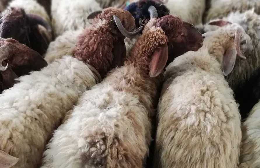 أوقاف الشرقية تعلن طرح صكوك الأضاحي والإطعام لعام 1447هـ لدعم الأسر الأولى بالرعاية 