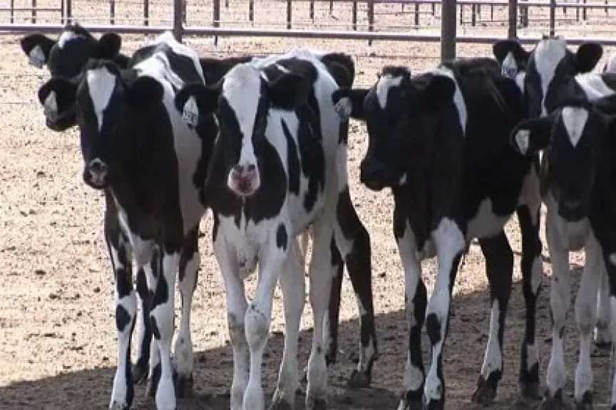 وزير الزراعة يستعرض جهود تنمية الثروة الحيوانية والداجنة 