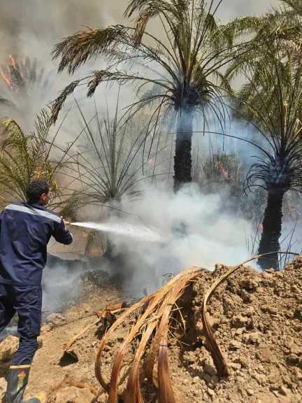 السيطرة على حريق فى مزارع نخيل بقرية العوينة بالداخلة 