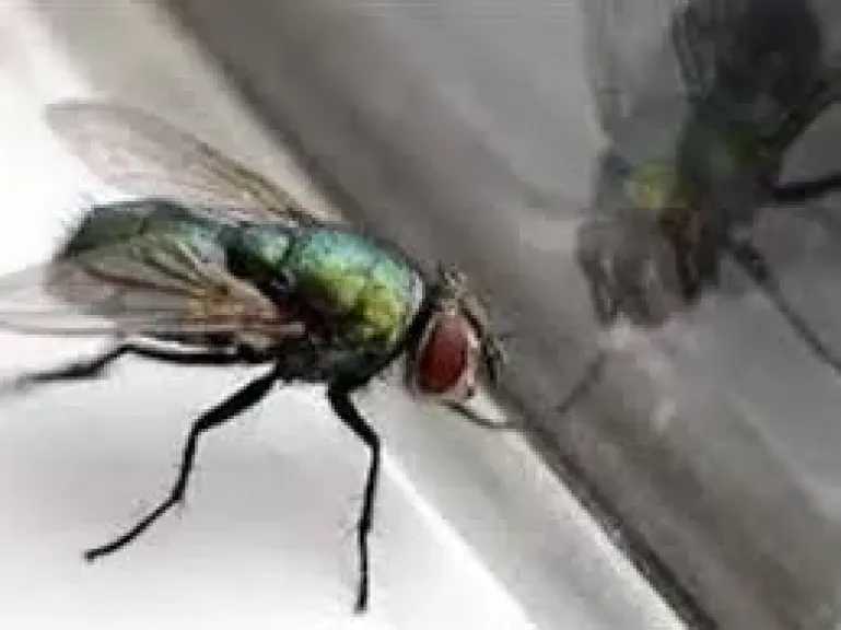 حيل فعالة للتخلص من الذباب 