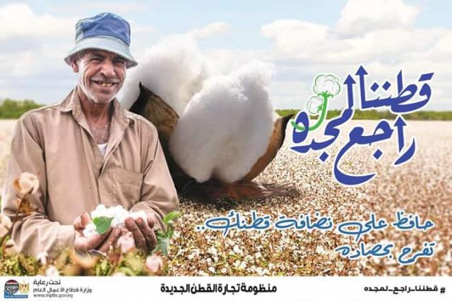 القطن المصري