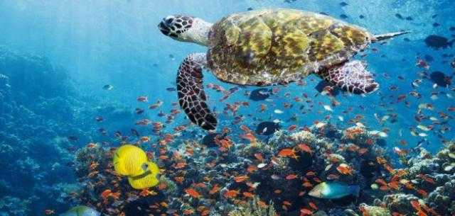 مستشار وزير البيئة: ”الرئيس أكد أن مصر بدأت الإعداد لخطة استراتيجية للتنوع البيولوجي”