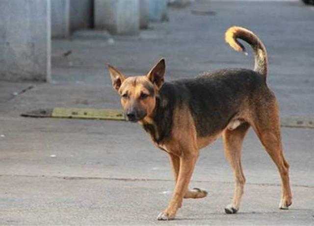 كلب ضال يعقر 3 أطفال بأسيوط