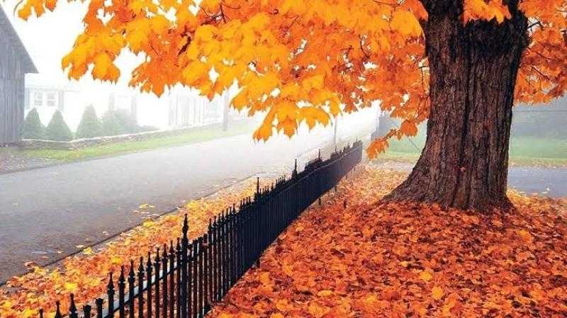 كيف نتجنب الإصابة بالأمراض الموسمية مع بداية الخريف؟.. استشاري يُجيب