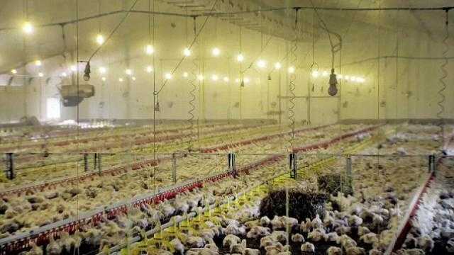 اتحاد الدواجن: 8 تجار كبار يتحكمون في السوق واستثماراتنا 65 مليار جنيه