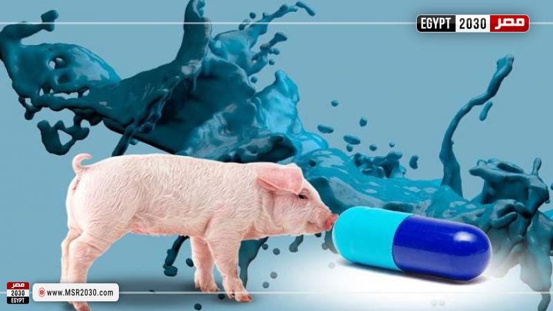 استخدام جلد الخنزير لعلاج مرضى الحروق