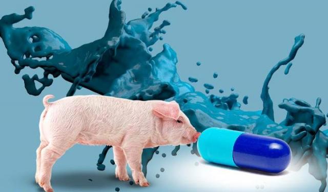 استخدام جلد الخنزير لعلاج مرضى الحروق