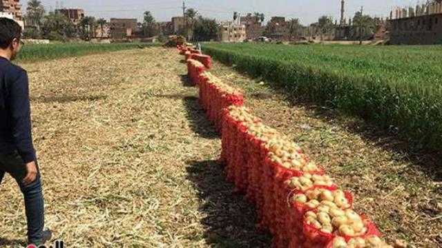 لمزارعي البصل.. تعرف إلى التوصيات الفنية الواجب مراعاتها خلال شهر نوفمبر