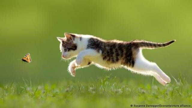 ابنة تحرر محضرًا لأمها بسبب قطة