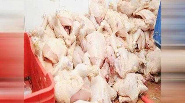 القاهرة.. ضبط 3 أطنان مقطعات دواجن مجهولة المصدر