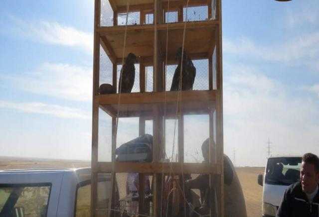 الجيزة.. مصادرة 14 صقرًا بحوزة 3 أشخاص