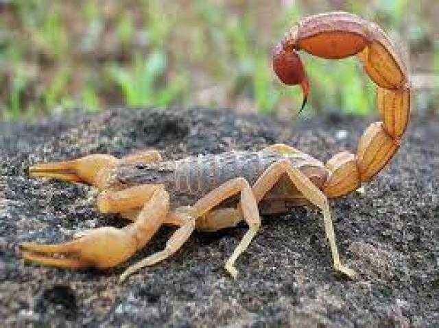 الصحة: هذا أول إجراء يفعله من لدغه عقرب