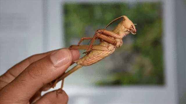 مسؤول بالزراعة: «الجراد المصري غني بالبروتين وبيتاكل»