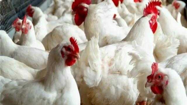 ننشر أسعار الدواجن اليوم السبت  20-11-2021