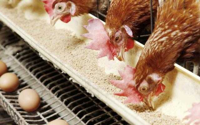 ارتفاع في أسعار الدواجن للمستهلك اليوم
