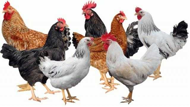 تعرف على أسعار الدواجن اليوم بالمزرعة