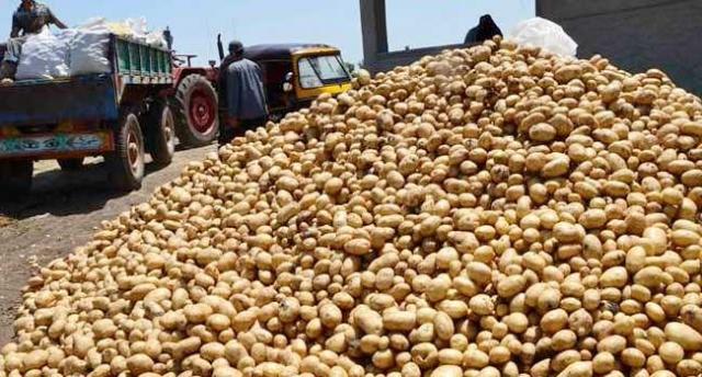 شحن تقاوي البطاطس