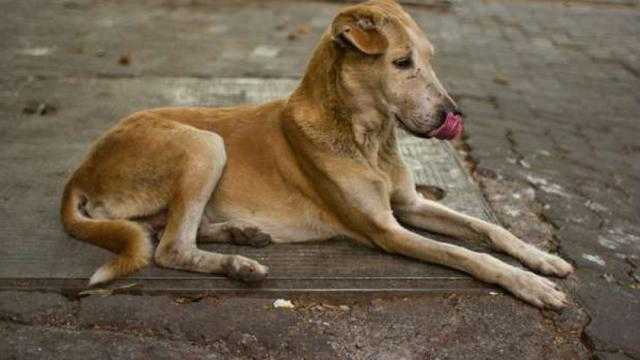 اليوم.. الحكم في دعوى منع استخدام سم «الاستركينين» في قتل الكلاب