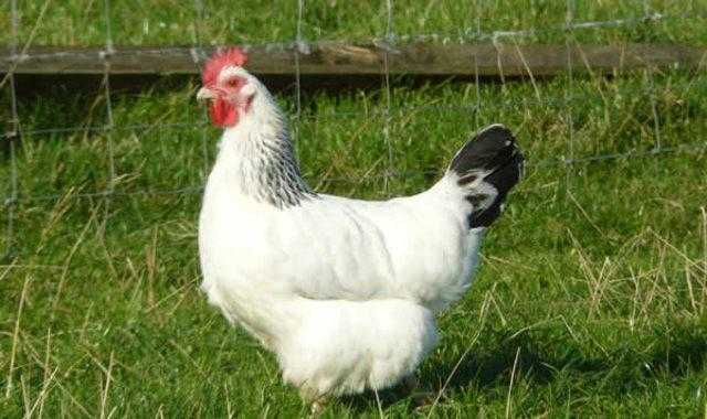 سعر الدواجن اليوم للمستهلك