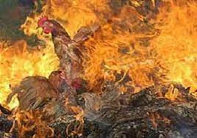 حريق مزرعة دواجن