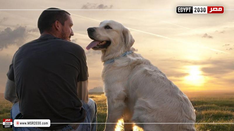 ارشيفية معبرة