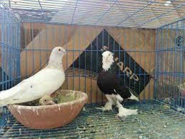 حسام موافى: تربية الحمام في المنزل تسبب مرض مُميت