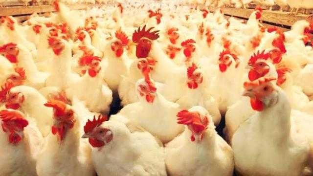 أسعار الدواجن اليوم للمستهلك