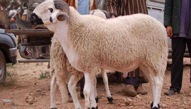 ما حكم الذبح عند شراء شيء جديد؟ «الإفتاء» تُجيب