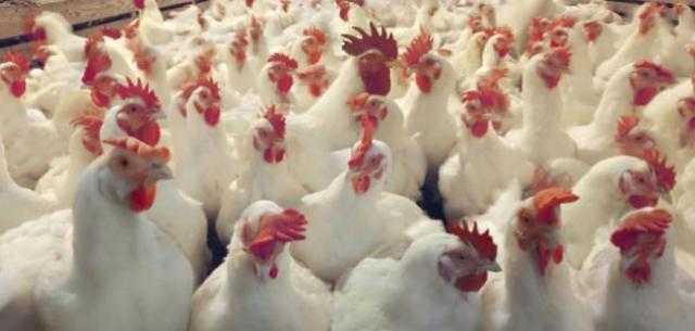 ارتفاع في أسعار الدواجن اليوم للمستهلك