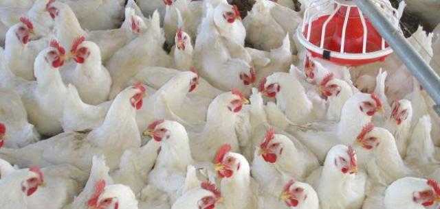 تعرف على أسعار الدواجن اليوم للمستهلك