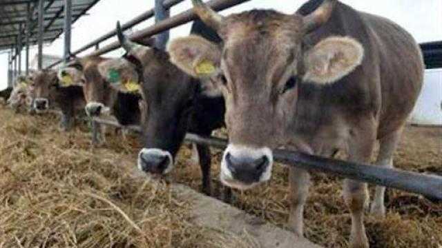 أسعار اللحوم اليوم بالمزرعة