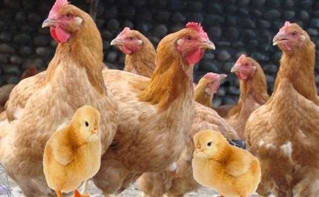 الثبات يخيم على أسعار الدواجن اليوم للمستهلك