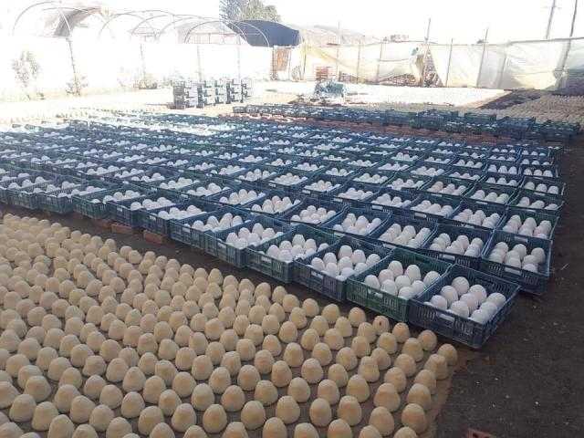 كارثة صحيَّة.. ضبط 37 طنًا من الأجبان المصنَّعة بمعجون الحوائط بالمنوفية