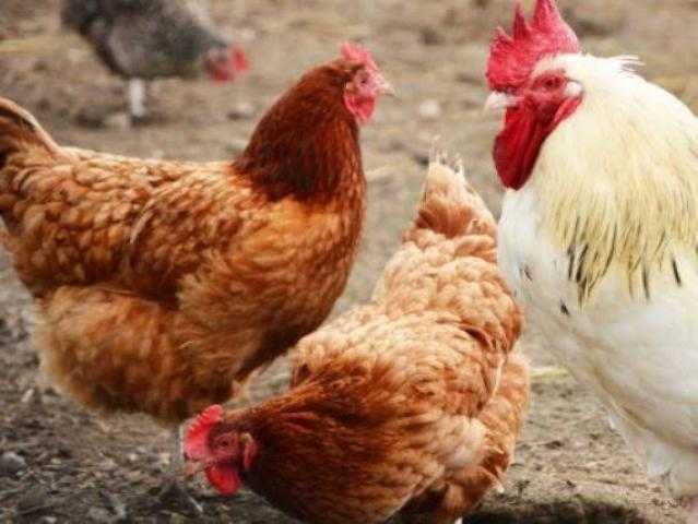 الدواجن تستقر اليوم بالمزرعة