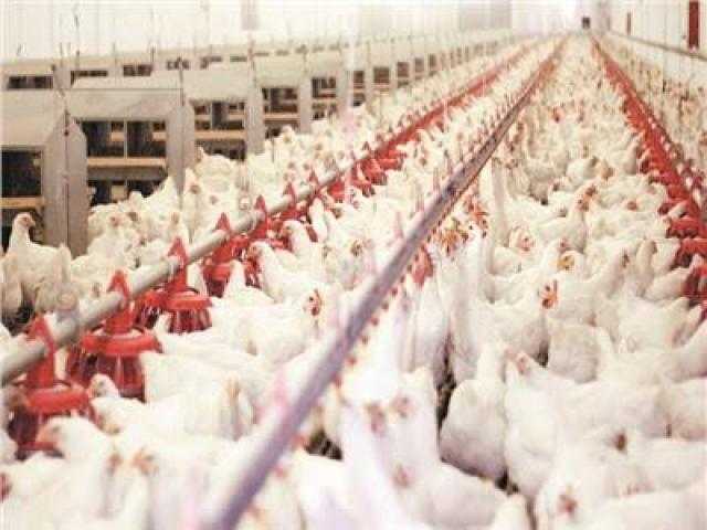 الثبات يخيم على أسعار الدواجن للمستهلك