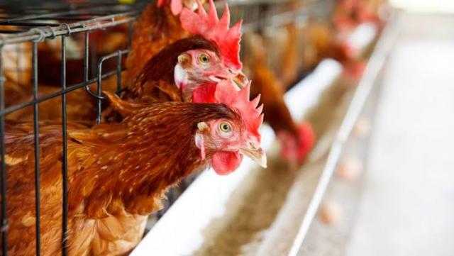 أسعار الدواجن اليوم للمستهلك