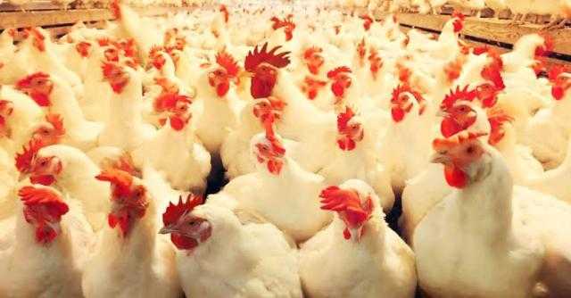 الثبات يخيم على أسعار الدواجن اليوم بالمزرعة