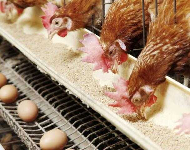 تعرف إلى سعر الدواجن اليوم للمستهلك