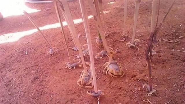 العقرب الكهين وذات العيون الحمراء .. جولة لـ ”مصر 2030” داخل سوق الجمعة.. صور