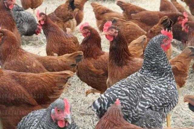 ثبات أسعار الدواجن اليوم بالمزرعة