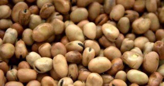 الفول يستقر اليوم للتاجر