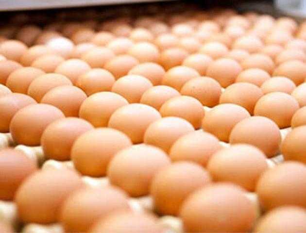 سعر كرتونة البيض اليوم للمستهلك