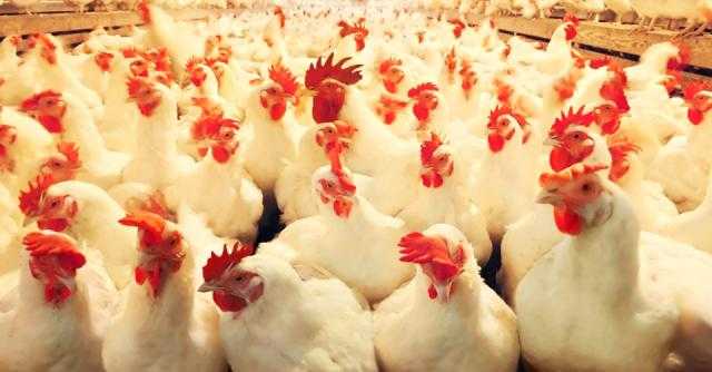 سعر الدواجن اليوم للمستهلك