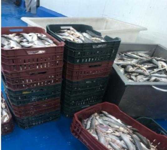 ضبط 66 طن لحوم وأسماك وأعلاف فاسدة في بورسعيد