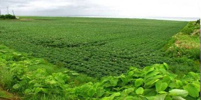 المتحدث الرسمي: التحول للري الحديث يزيد من إنتاج الأرض الزراعية