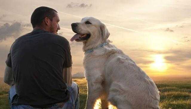 ضبط المتهم بتقييد «كلب» من قدميه بالتجمع الخامس